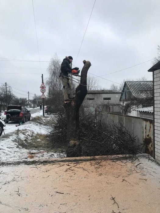 Обрезка Спил деревьев за Деньги Консервацию не предлагать