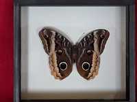 Motyl w ramce / gablotce 20 x 18 cm. Caligo uranus . Meksyk .