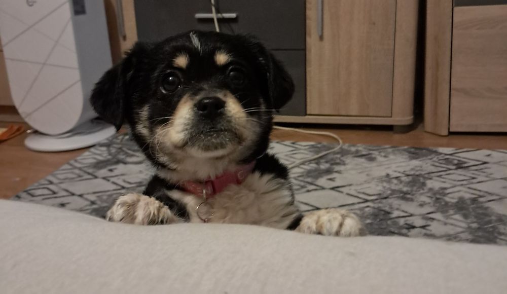 Oddam uroczą suczkę w dobre, kochające ręce