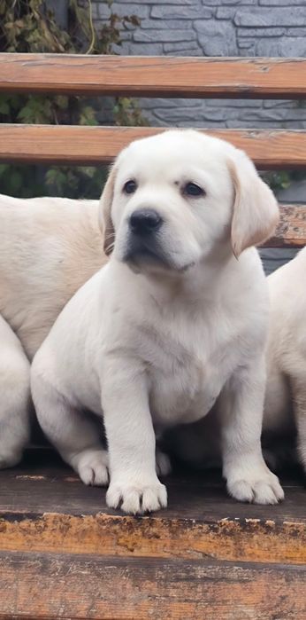 Лабрадори Белая девочка Лабрадор Ретривер Доставка за границу