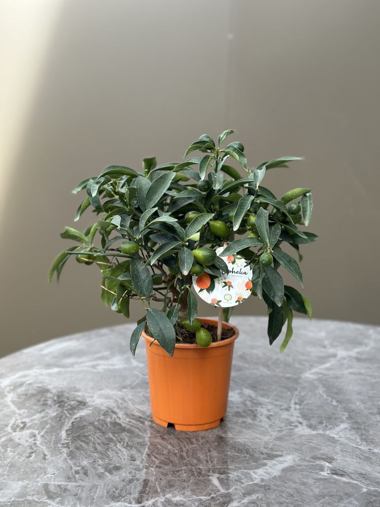 Kumquat Mini com fruto