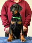 Doberman wystawowy piesek FCI