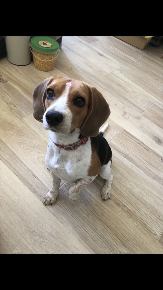 Doação de beagle