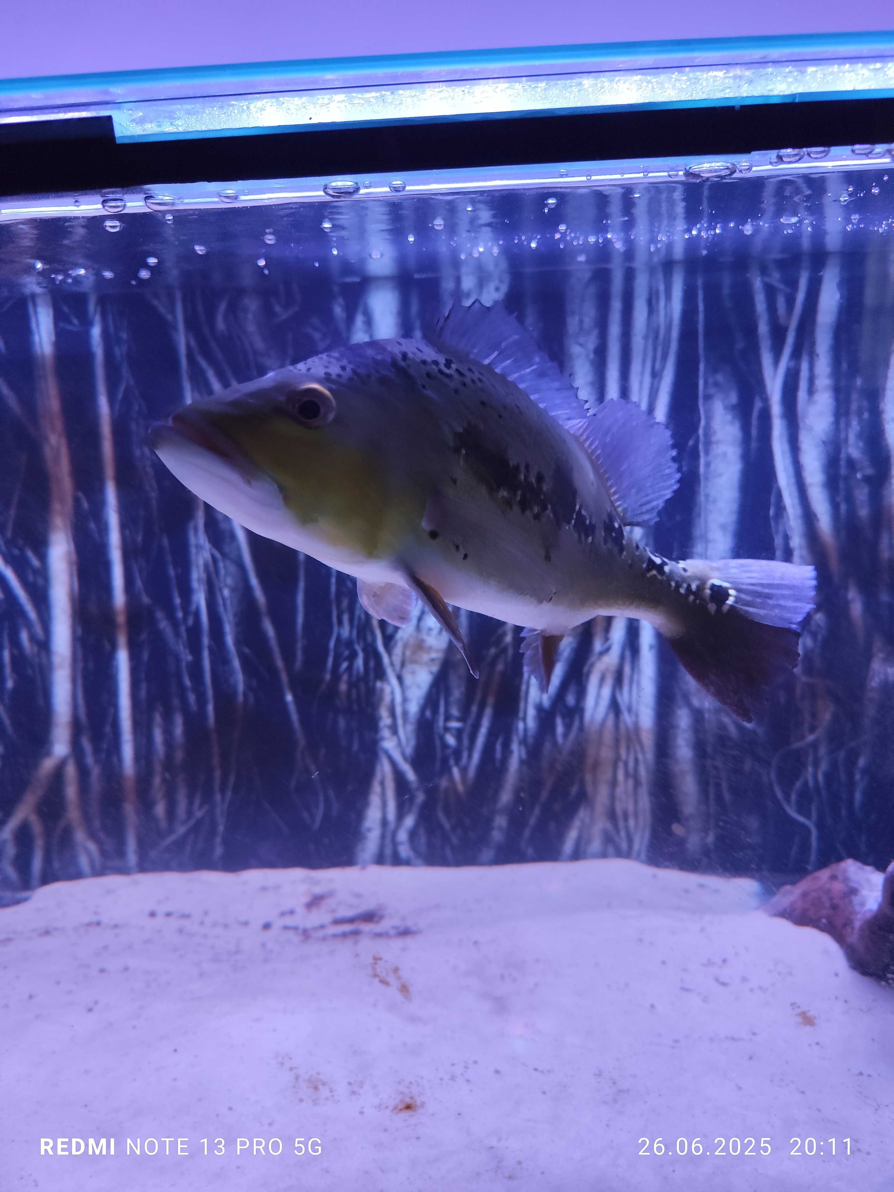 Cichla ocellaris