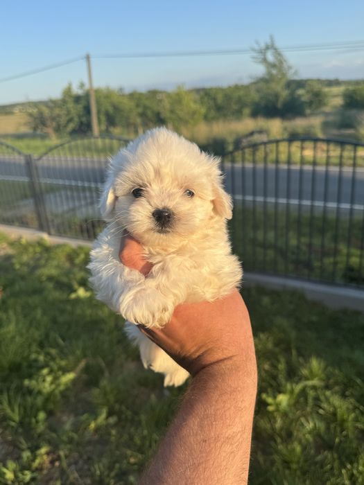 Piękna Suczka Maltańczyk Chip,Rodowód,Książeczka,Wyprawka!!