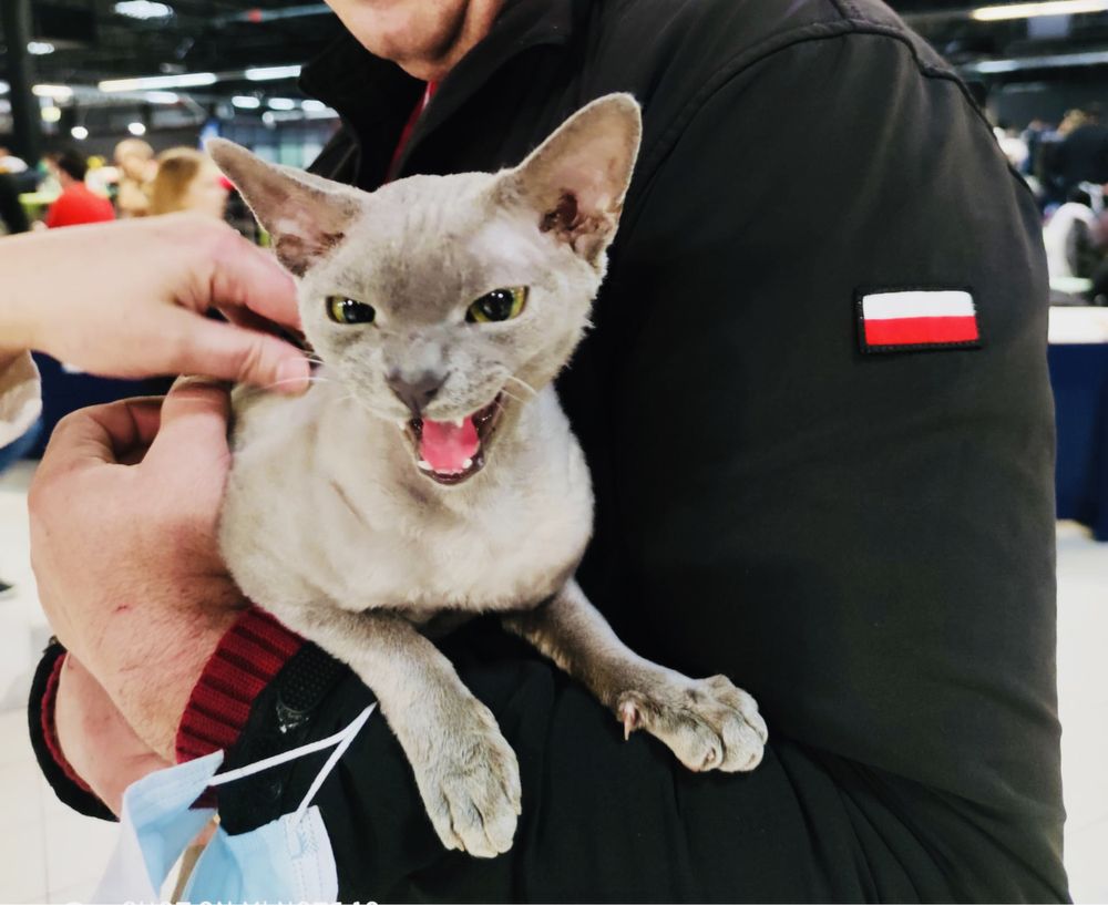 Reproduktor Devon Rex Champion zaprasza kotki