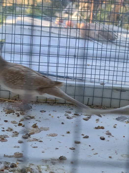 Sprzedam gołąbki diamentowe