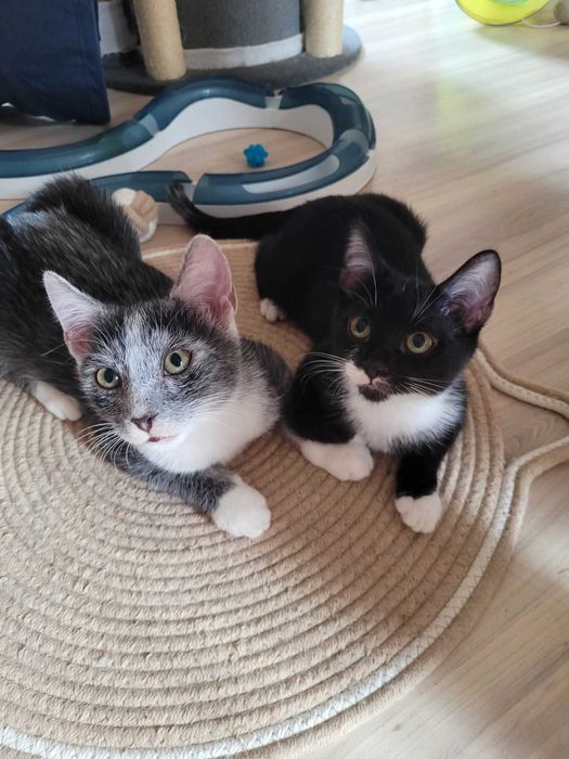 Neo i Neska szukają wspólnego domu