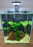 Akwarium 30 l z krewetkami Shrimp Set 30 Aquael Krewetki