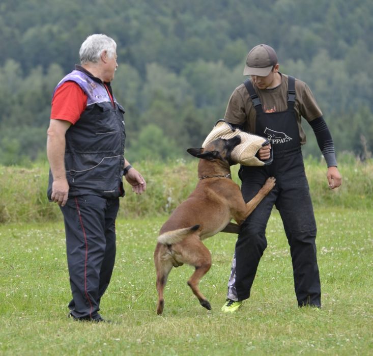 Owczarek belgijski malinois