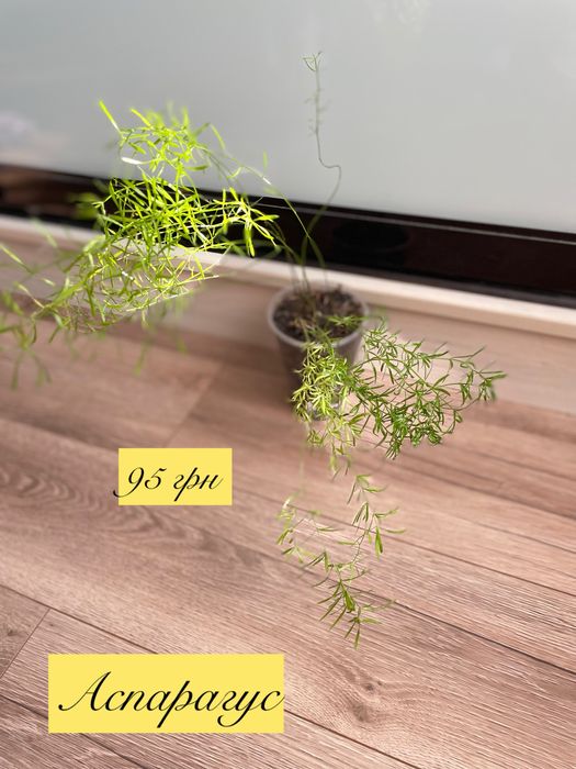 Аспарагус, кімнатні рослини