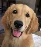 Hospedagem para cães