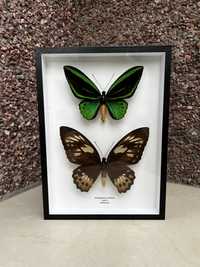 Сувениры из тропических бабочек Ornithoptera priamus пара Индонезия