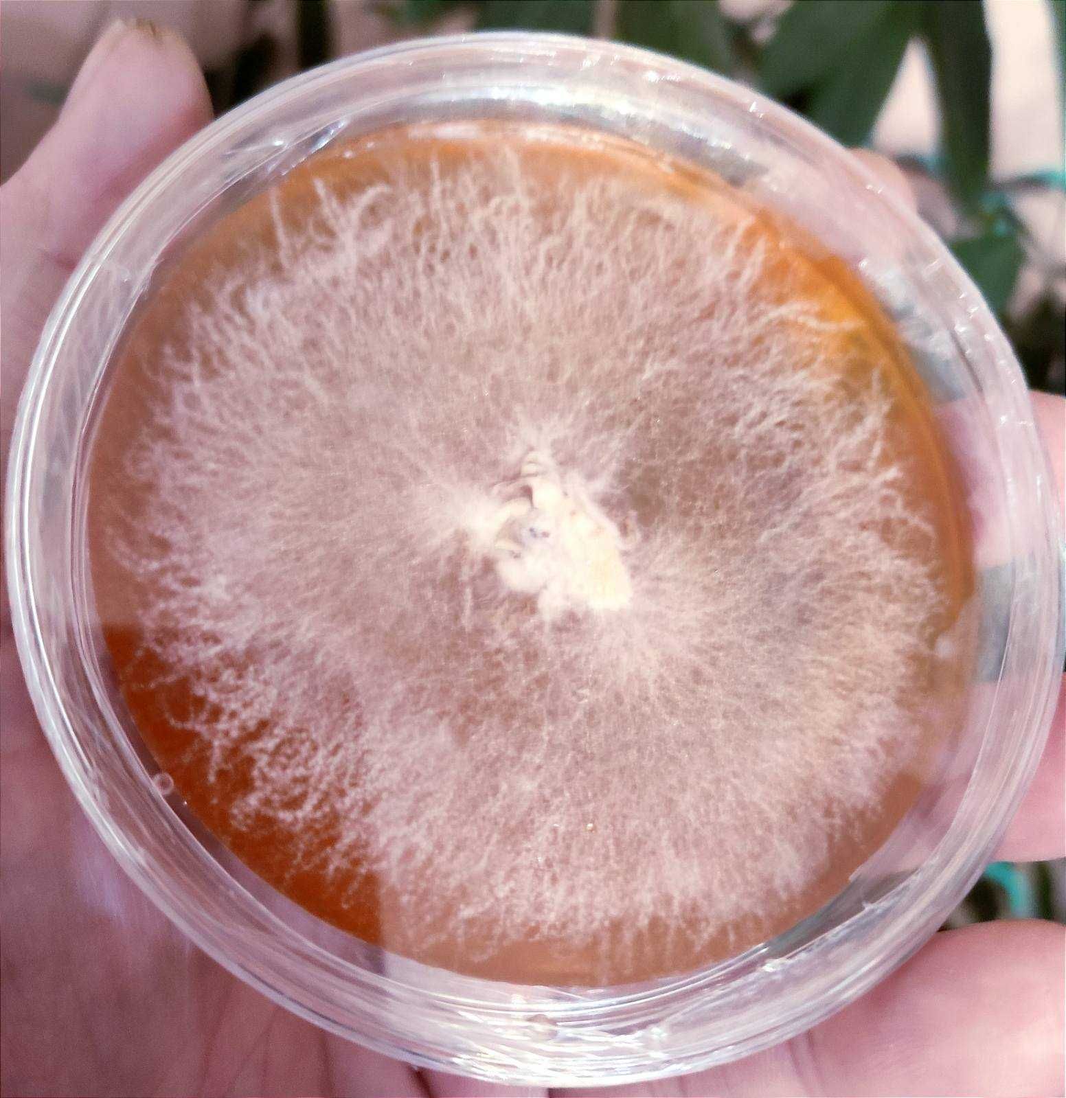 Їжовик гребінчастий  Ежовик Гребенчатый ,Lion's Mane.