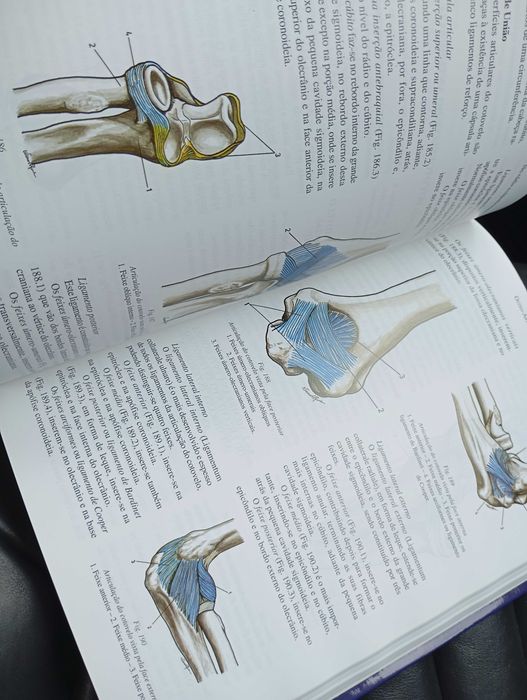 Anatomia da locomoção
