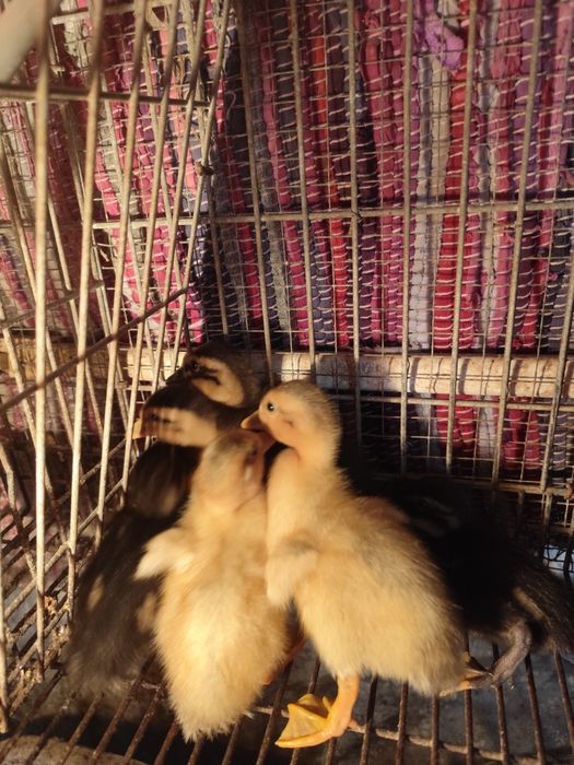 Patinhos Ruan com 10 dias