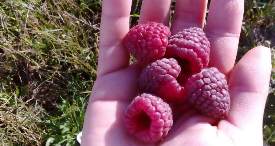 Polesie Poemat Polonez Pokusa Jeżyna POLAR Tadmor, Cascade Deliight