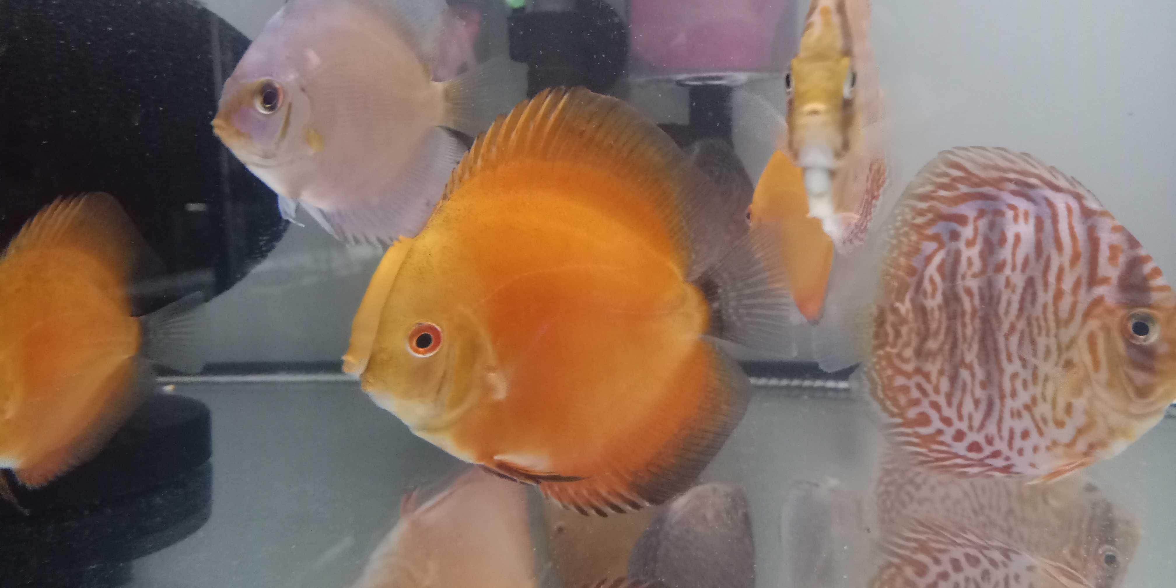 GB Dyskowce-paletki ryby 5,5cm czerwone niebieskie białe MIX COLOR