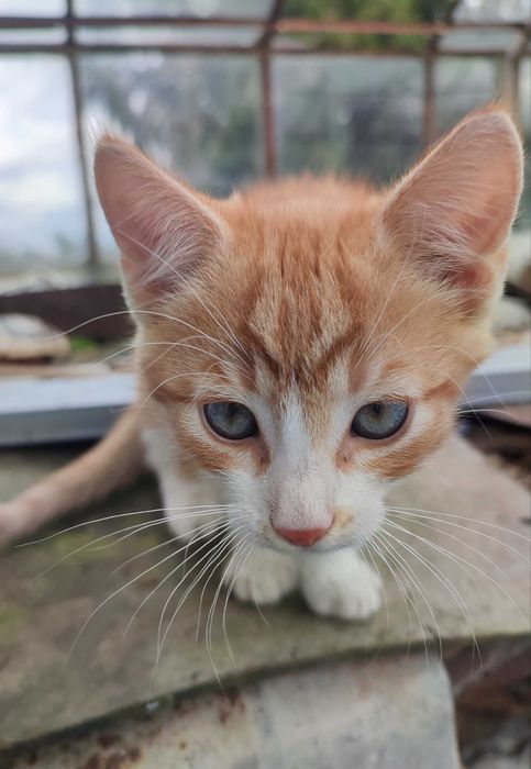 Oddam kocięta 12-13 tyg