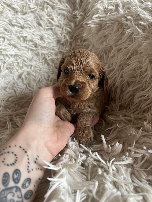 Piesek cockapoo mama cocker spaniel tata pudel toy badania genetyczne