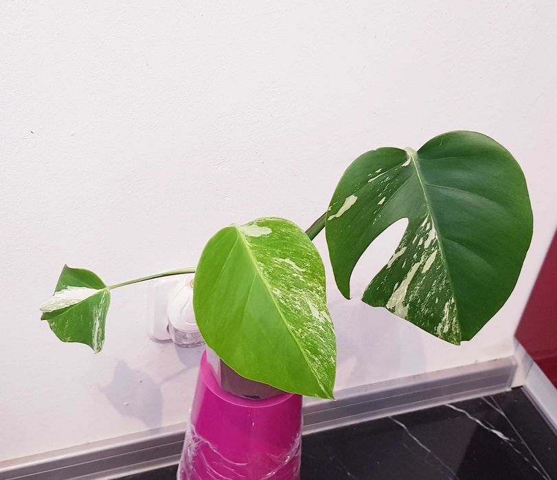 Monstera Variegata Big Form 3 liście Kolekcjonerska