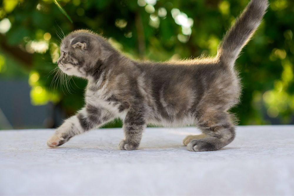 Котята скоттиш фолд ( шотландская вислоухая)
