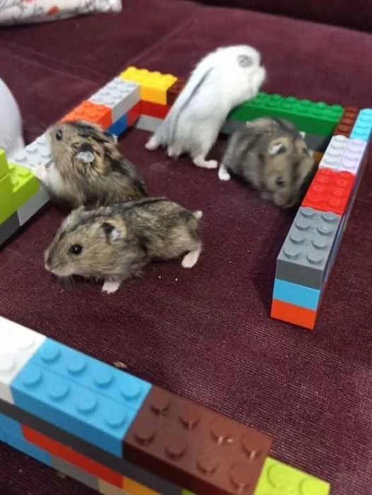 Хомяк джунгарський малечі