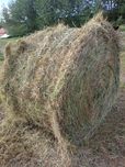 Siano bele 150 cm 40 sztuk