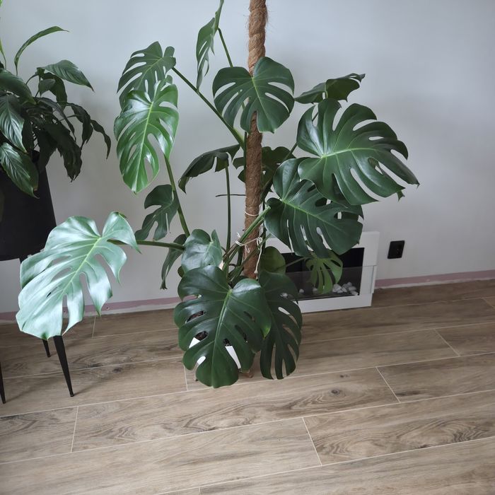 Kwiat monstera odbiór osobisty