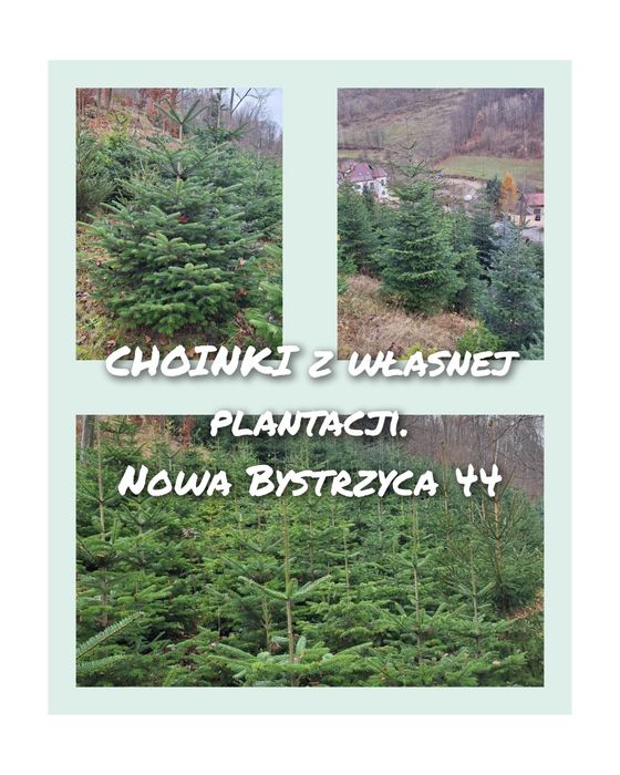 Choinki z własnej plantacji