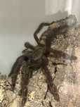 Chromatopelma cyaneopubescens, Psalmopoeus irminia plus 3 terraria