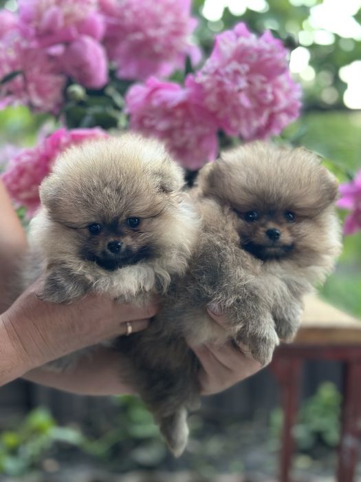 Цуценята померанський шпіц