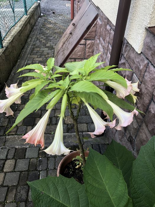 Бругмансія або труби ангела рожева та жовта