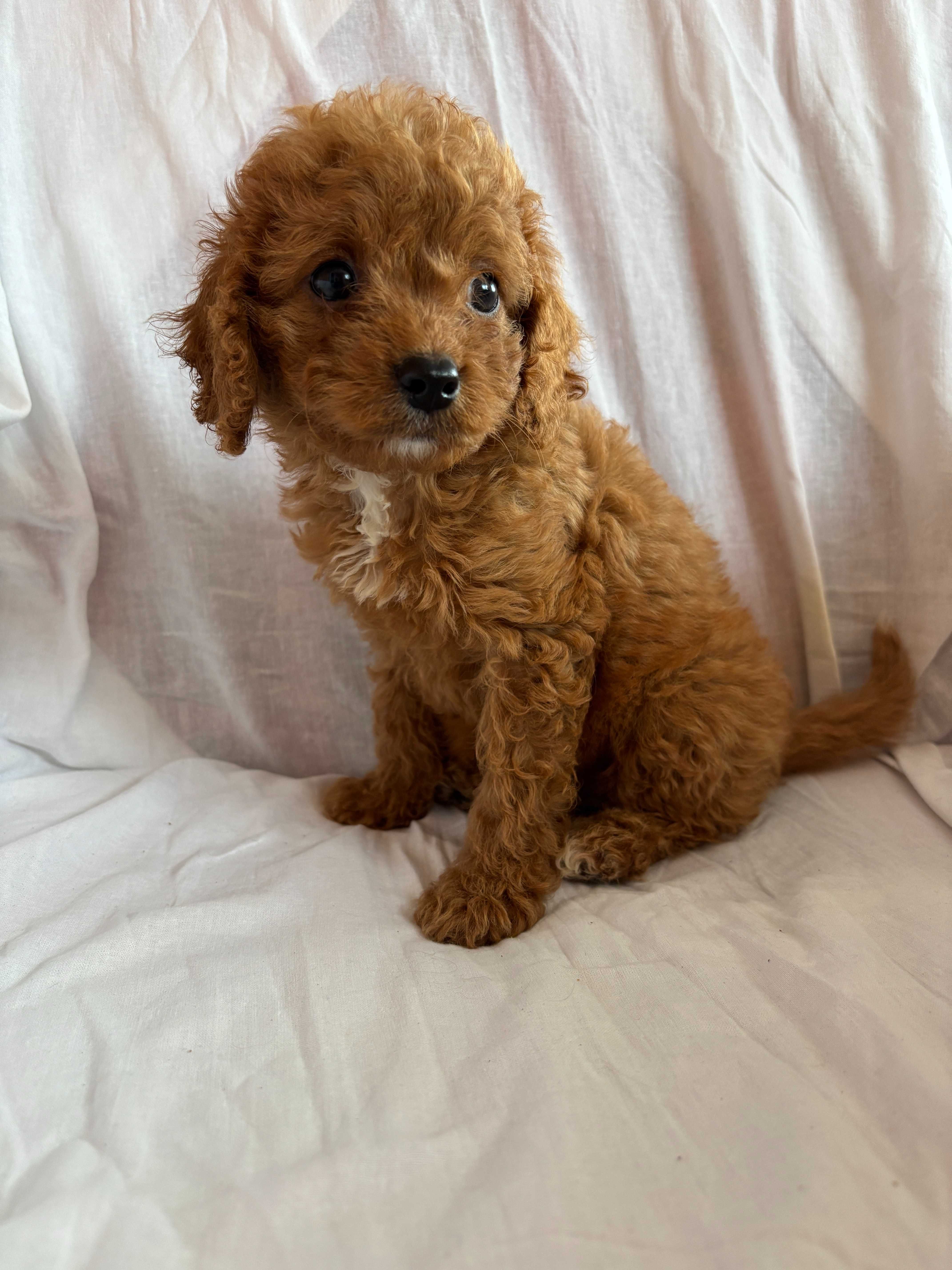Suczka rasy Cavapoo