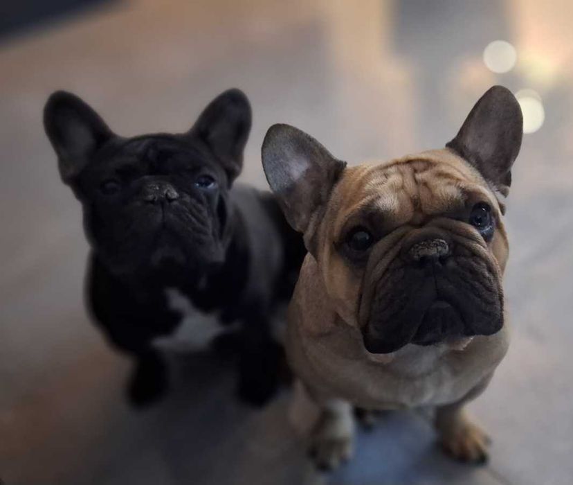 Buldog Francuski CZARNY