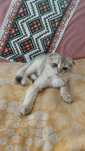 Шотландский котик золотая шиншилла ау11