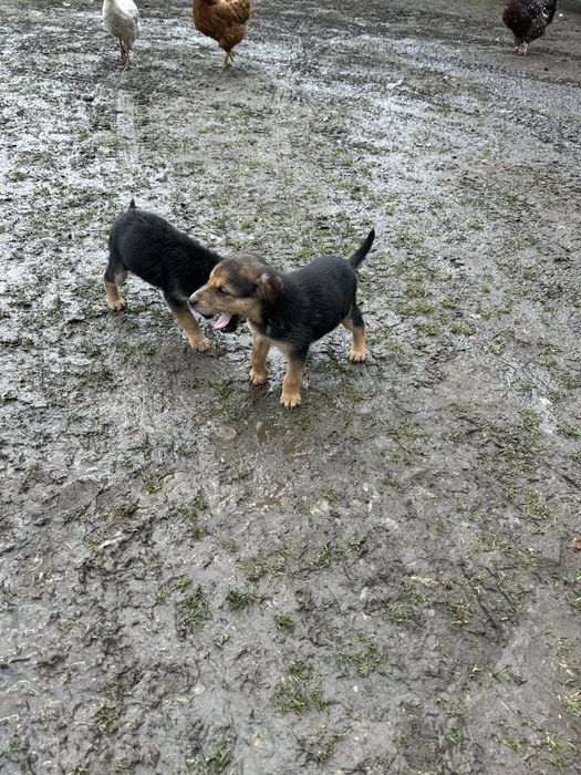Щенята Руська гонча Львівська область