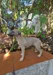 Galguinho/a Whippet Isabell.