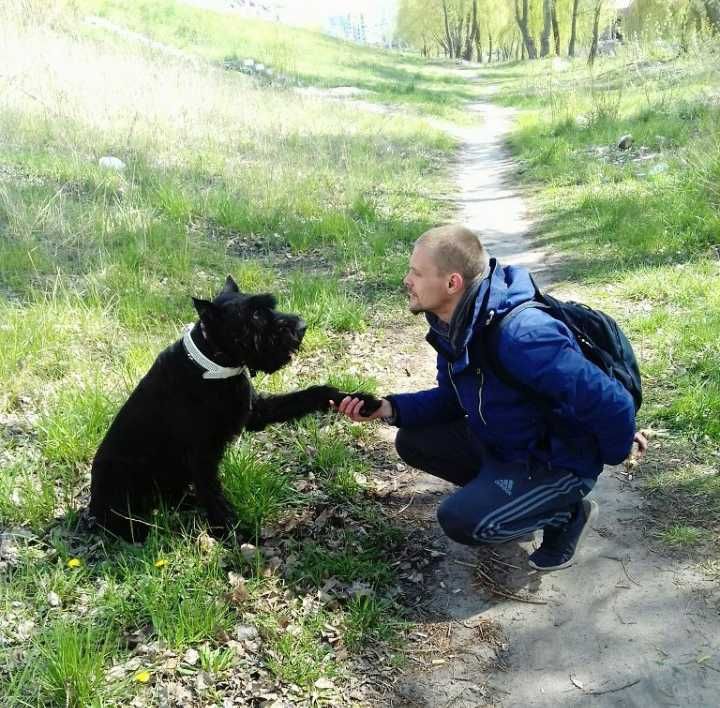 Кінолог. Дресирування, спеціаліст з поведінки собак