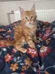 Maine coon piekny rudy kocur