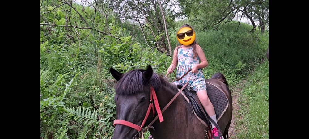Konie huculskie klacze