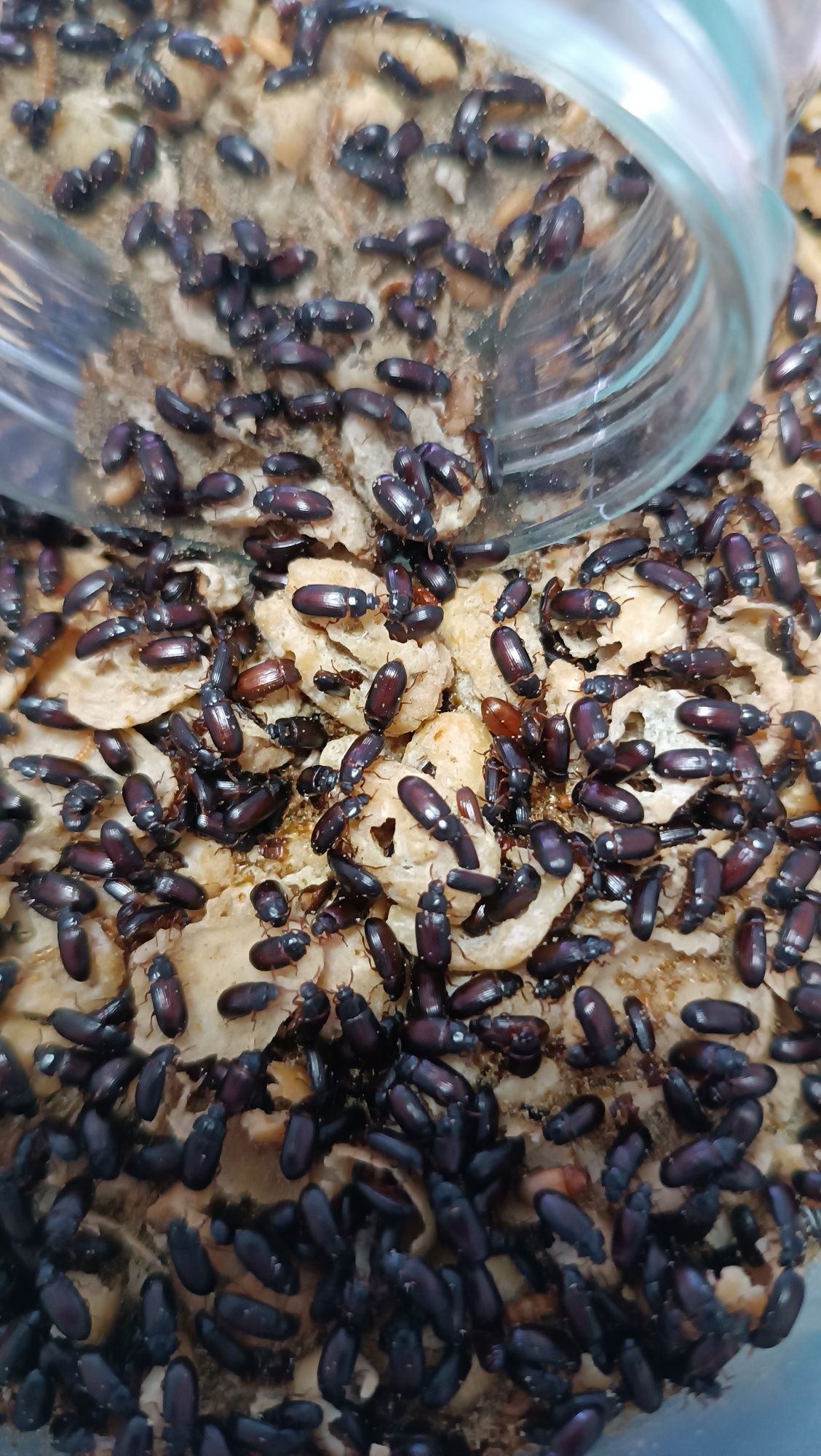 Comida viva para peixes / besouro do amendoim