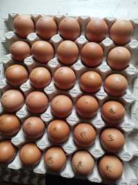 Яйце інкубаційний Ломан Браун