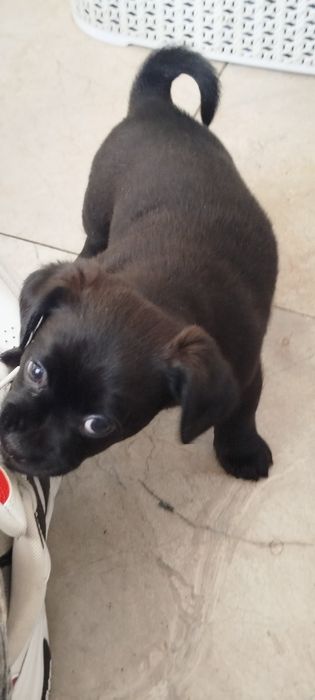 Oddam za darmo małe pieski  Yorka