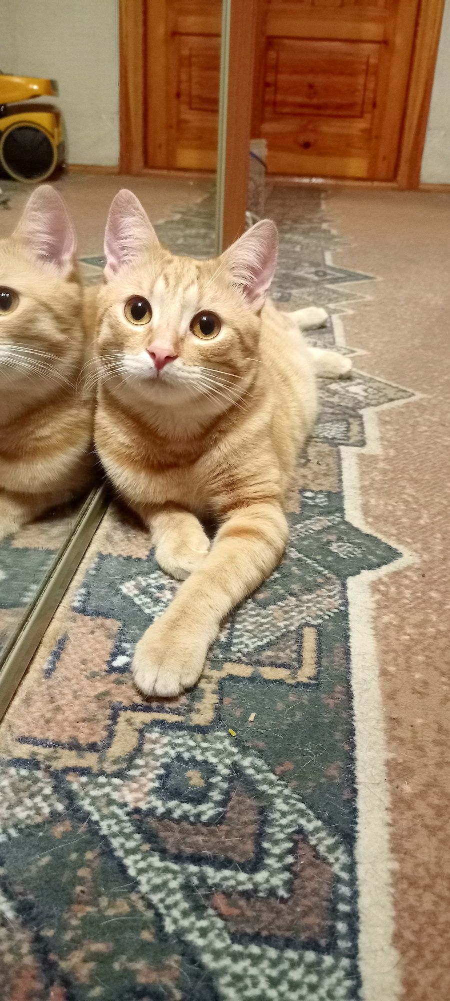 Рижий котик, рудий котик, ніжний котик, котик шукає дім