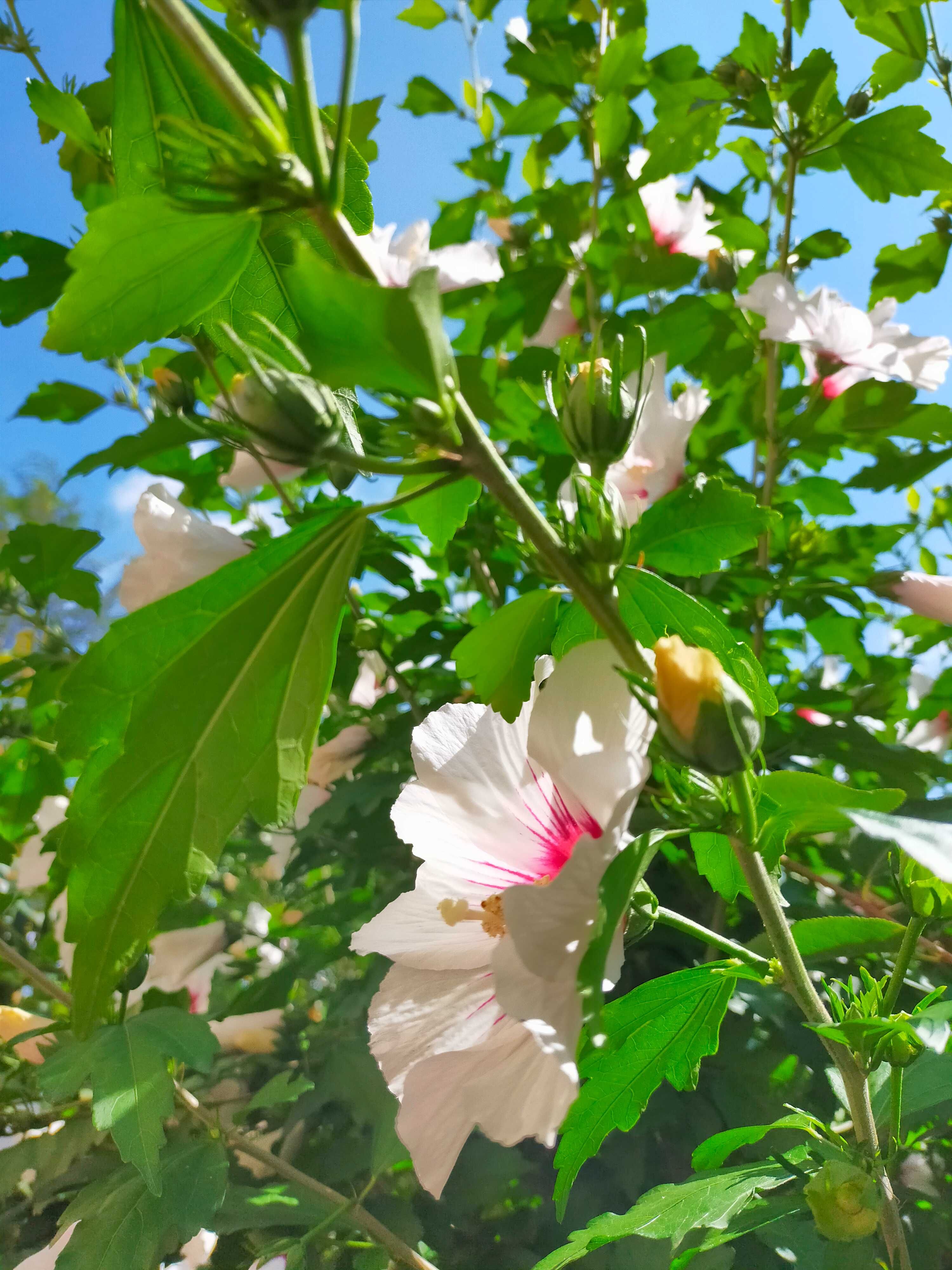 Hibiskus, ketmia, róża chińska ładne sadzonki w donicach lub z gruntu.
