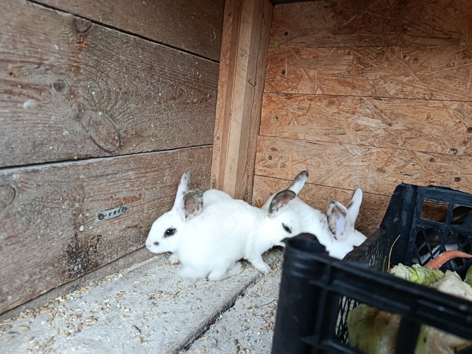 Króliki miniaturki