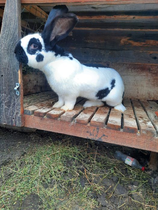 Кріль породи НСВ(строкач)