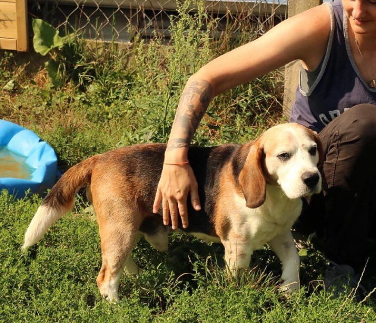 Piękne spokojne beagle szukają domu