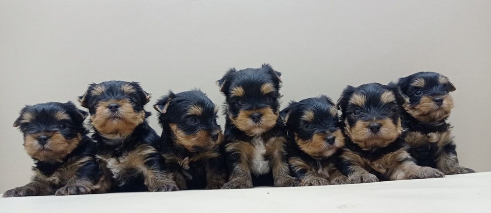 Большая семейка Одесская